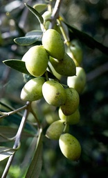 Olive oil 
